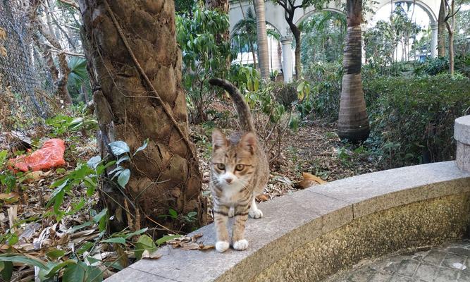 如何应对家附近的流浪猫问题（宠物爱好者必看！解决野猫问题的方法）