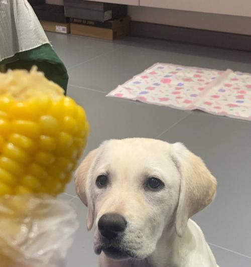 如何为拉布拉多犬训练提供健康饮食（探究拉布拉多犬的饮食需求，助力训练成果）