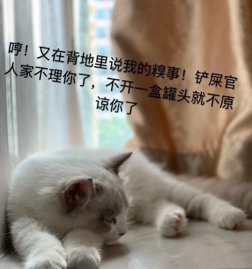 如何处理宠物猫屁股流血的问题（宠物猫生理问题，我们该如何应对？）