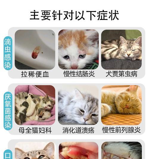 猫咪口腔溃疡，你需要了解的一切（如何识别、治疗和预防猫咪口腔溃疡）