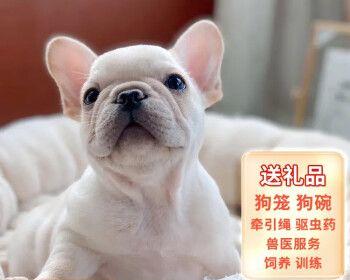 如何区分以法斗幼犬成犬（以宠物为主）