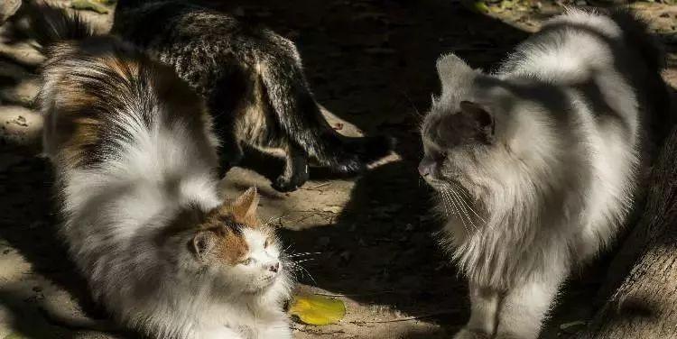 流浪猫的喂养指南（如何给刚出生的流浪猫喂食）