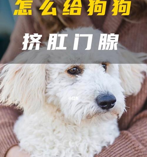 如何清理狗狗的肛门腺（掌握正确时间和方法）