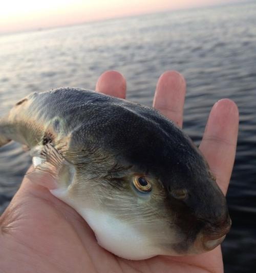 宠物狗能否吃海鱼（狗狗的饮食健康需求、海鱼的营养价值与安全性、正确的喂食方法）