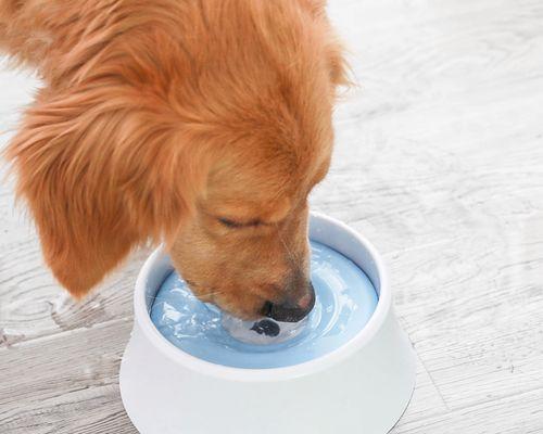 狗狗老喝水不吃饭怎么办（探究老年犬为何不爱吃饭）