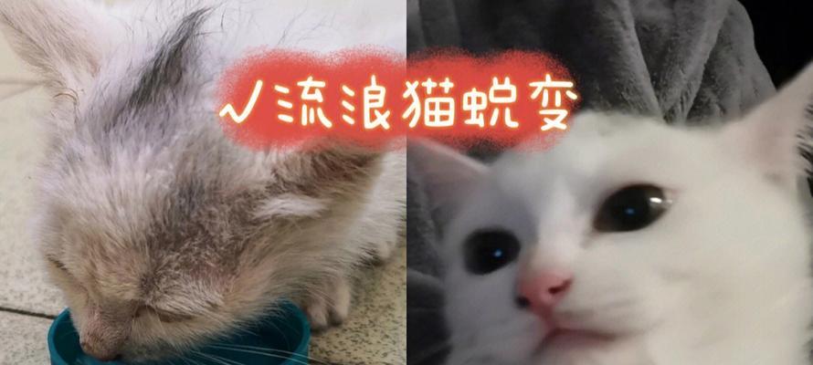 猫咪肚子胀，如何缓解无神双眼（宠物护理的重要性及常见的猫咪肠胃问题）