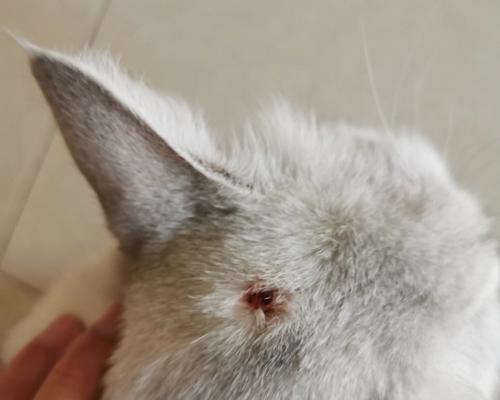宠物猫吐血拉血的原因及应对方法（揭开猫咪身体不适的神秘面纱）