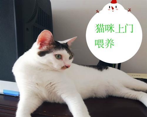 宠物猫咪的身体语言（了解猫咪身体语言）