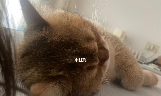 猫咪为什么会经常抽搐（探究猫咪抽搐的原因与解决方法）