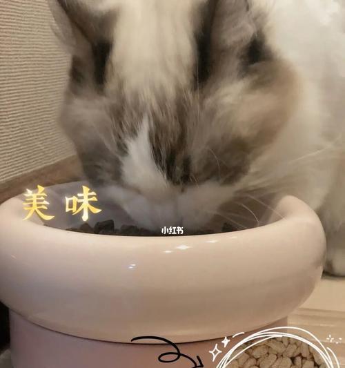 小猫猫粮购买指南（为你的宠物寻找最健康的食物）