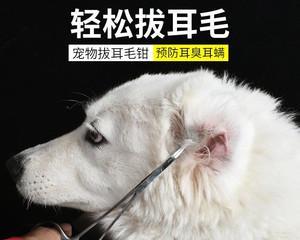 让你的宠物耳朵健康又漂亮（让你的宠物耳朵健康又漂亮）