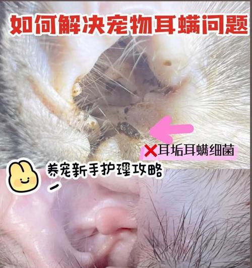 揭秘猫咪耳螨治疗费用（以宠物为主）