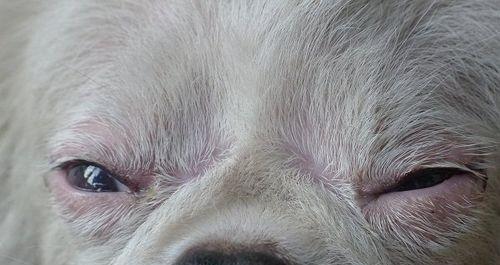 小狗眼睛上长息肉，如何治疗（宠物的健康问题需及时关注）