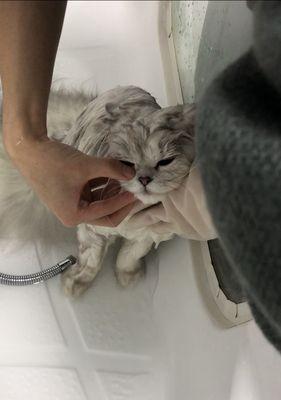 如何为你的宠物猫洗澡（让洗澡变得更容易的5个小技巧）