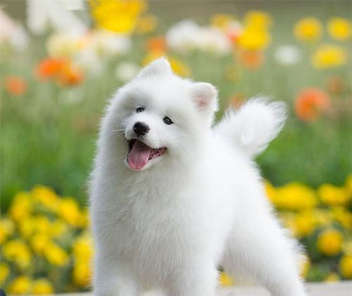 为你的萨摩耶幼犬提供健康饮食（如何选择适合萨摩耶幼犬的食物）