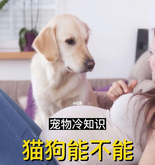 宠物狗狗怀疑怀孕怎么办（从饮食管理到产前检查）