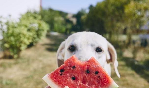 狗狗的健康饮食（宠物犬营养均衡需要蔬菜）