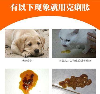 狗狗老便血治疗之药物解析（宠物健康保障｜老年犬护理｜狗狗肠胃问题）