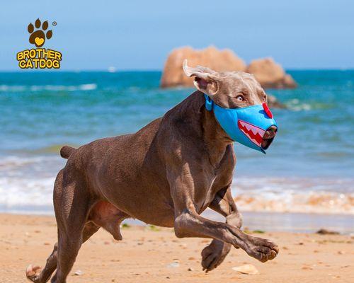 如何帮助狗狗克服食欲问题（让你的爱犬重获食欲的实用技巧）