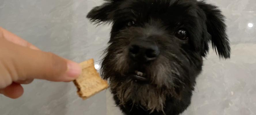 狗狗吃了黑豆会怎样（宠物饮食中的注意事项）