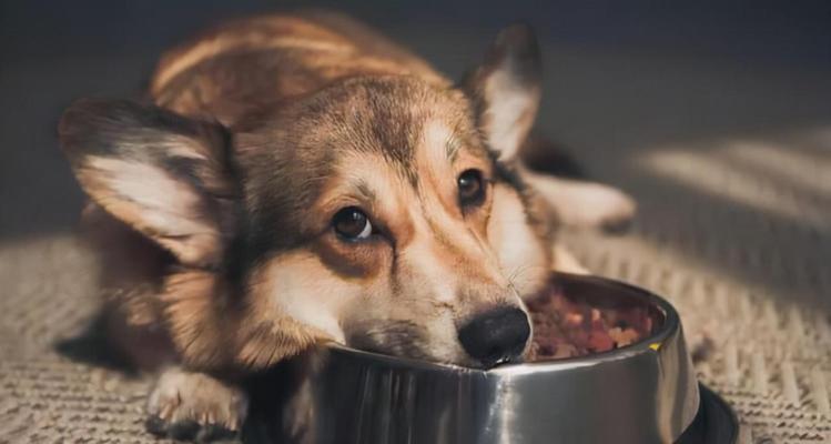 宠物饮食状况不佳怎么喂药（以狗狗没有食欲为例）