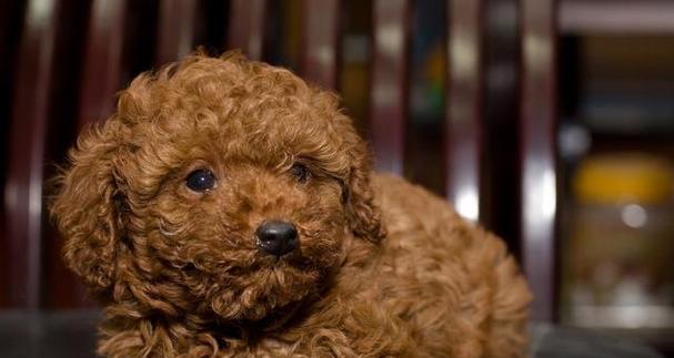 狗狗夏天易得犬瘟热，如何预防（夏日高温下的宠物保健）