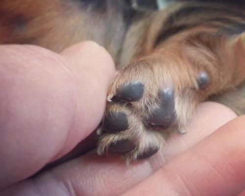 狗狗夏天易得犬瘟热，如何预防（夏日高温下的宠物保健）