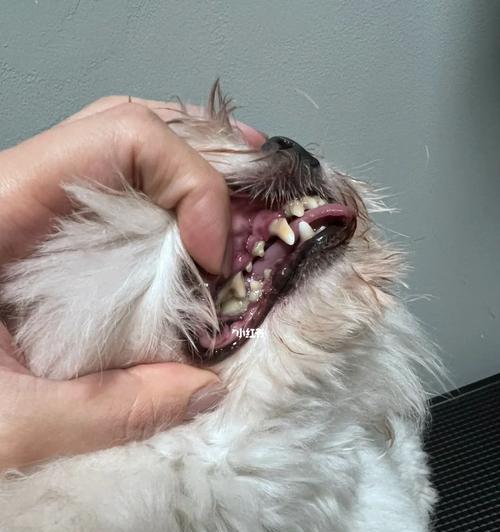 宠物洗牙注意事项（以狗洗牙喷）