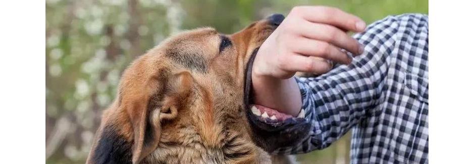 狗的狂犬病真的没什么毛事吗（揭开狂犬病的真相）