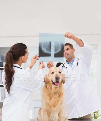 宠物健康检查（了解狗腹部X光片检查的费用及注意事项）