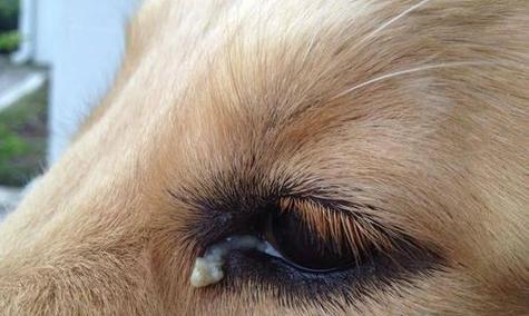 宠物狗眼红眼屎治疗全攻略（教你如何预防和治疗宠物狗眼红）