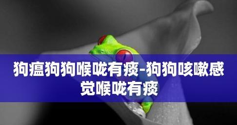 探究狗瘟的成因和预防措施（了解狗瘟的症状与治疗方法）