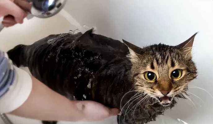 小猫到家后几天可以洗澡（宠物猫的洗澡技巧和注意事项）