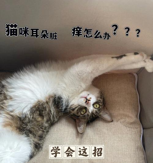 小猫耳朵凉是怎么回事（宠物健康必知）