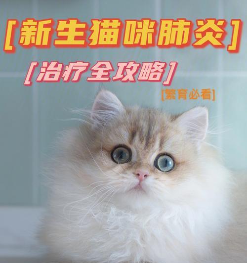 小猫肺部感染治疗指南（药物治疗是关键）