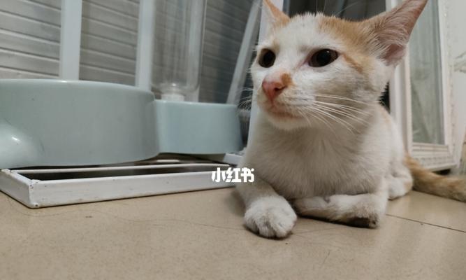 揭秘小猫脚发抖背后的原因（宠物猫的身体语言与生理机能解读）