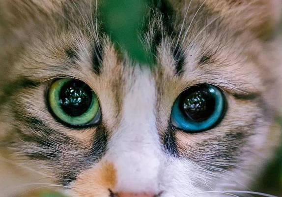 小猫眼睛被眼白挡住了，该如何帮助它（宠物眼部健康的重要性与小猫眼睛被挡住的原因）