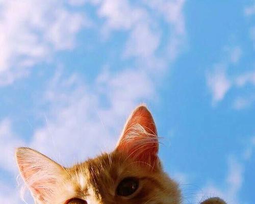 小猫眼睛周边的神秘蓝色世界（揭开宠物眼睛中的奇妙蓝色秘密）