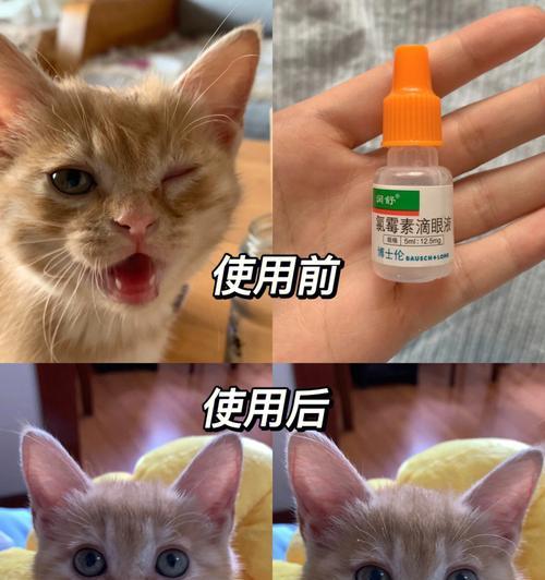小猫疱疹病毒传染性分析（探讨小猫疱疹病毒对宠物和人的影响）