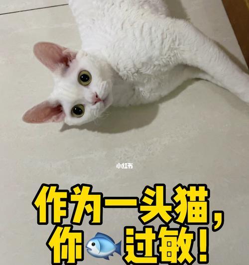 如何应对猫咪过敏症状？