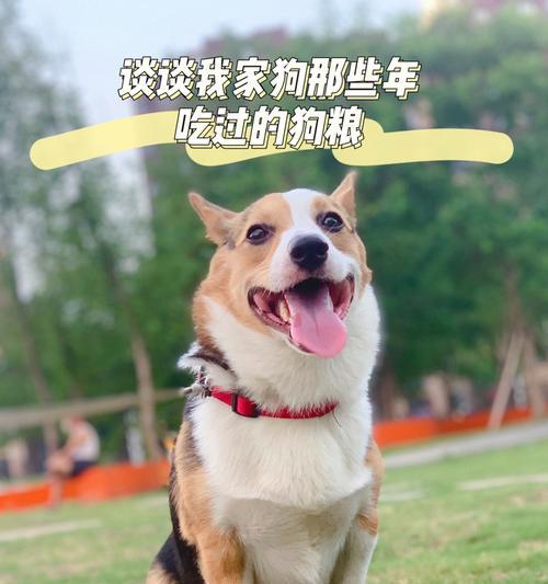 为什么要泡幼犬的狗粮（以宠物为主）