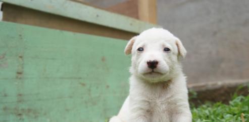 如何预防幼犬细小犬瘟（以宠物为主）