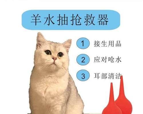 如何判断宠物猫咪是否怀孕（一步步教你看出猫咪的孕情）