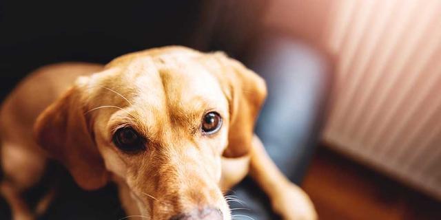 如何预防宠物犬关节扭伤（宠物犬关节扭伤的原因与预防方法）