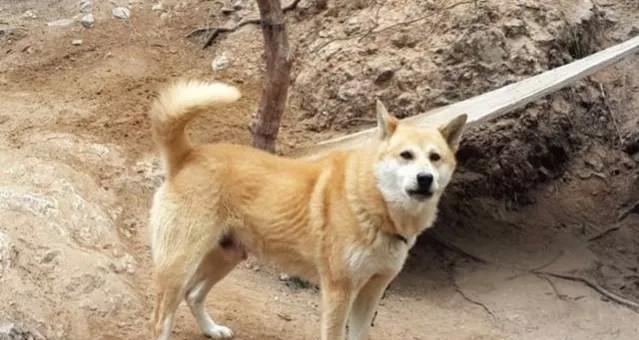 中华田园犬怀孕期间该如何饮食（以宠物健康为前提）