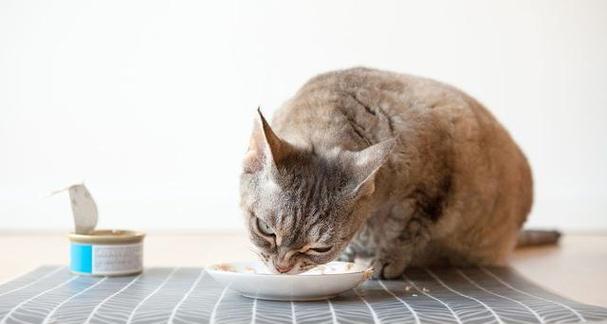 20天小猫可以吃猫粮吗（详解小猫的饮食需求和适宜饲料选择）