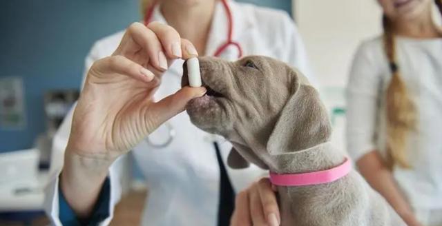 狗狗服用打虫药引起的拉稀症状分析（如何预防和缓解狗狗服用打虫药后的拉稀症状）