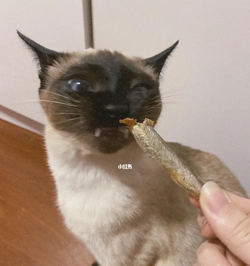 2个月小猫可不可以吃小鱼干（宠物食品选择与喂养技巧）