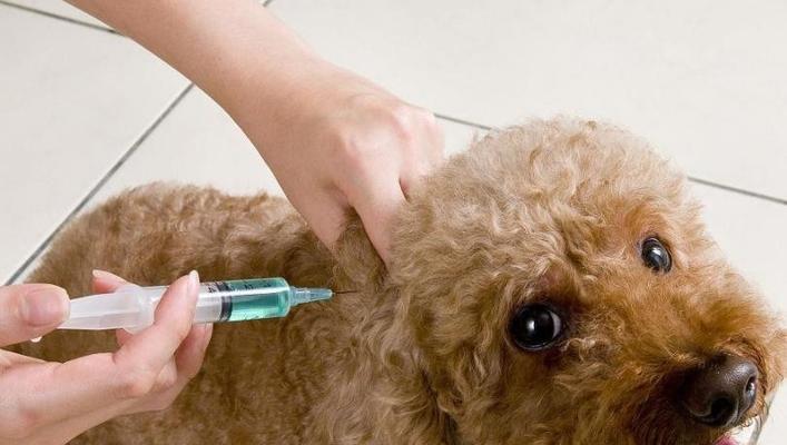 40天小狗需要打什么疫苗（宠物护理知识必备）