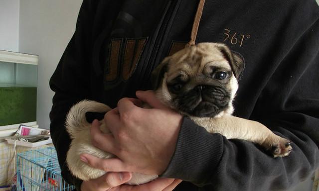 八哥幼犬不吃东西怎么办（宠物养护中的常见问题和解决方法）